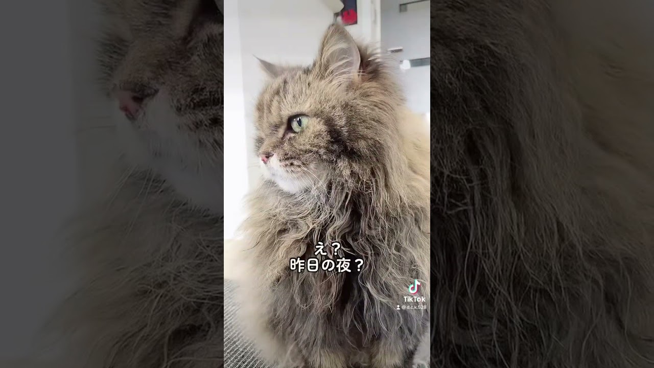 ドS彼氏【スコティッシュフォールド】#short #スコティッシュフォールド #ねこ