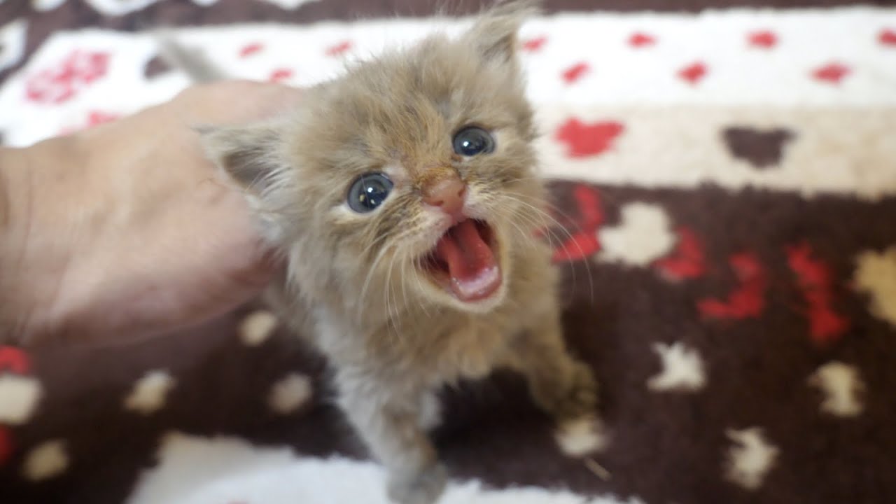 【保護猫 子猫】鳴いてそばにべったり甘えてきた可愛い子猫【保護子猫】