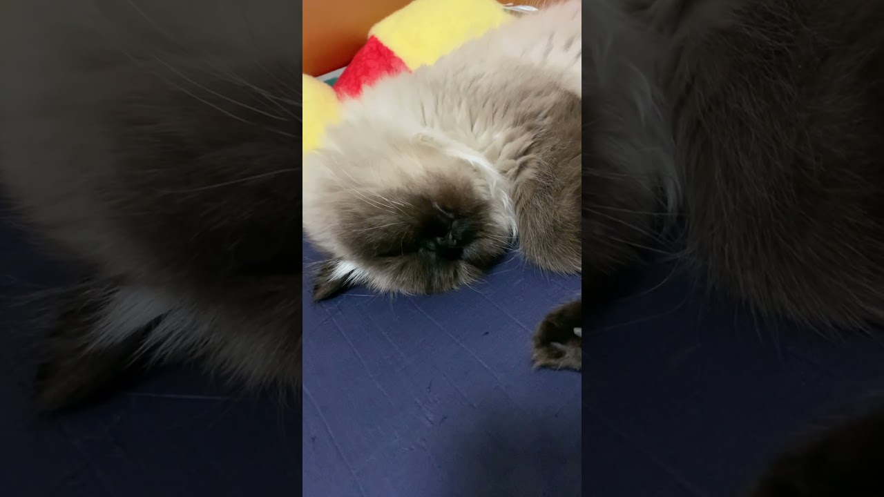 爆睡中 #猫 #ヒマラヤン #日常 #shorts