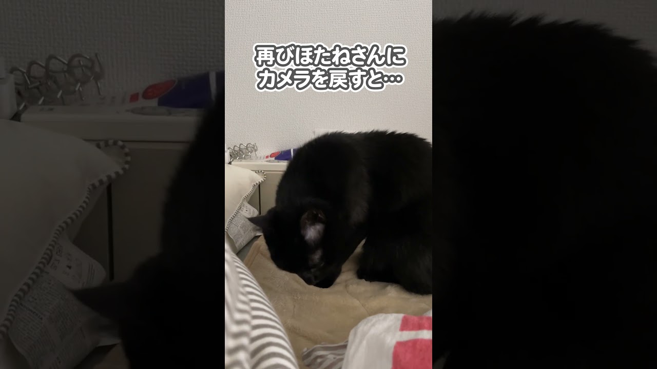 猫を褒めていたら、まさかの事態に…