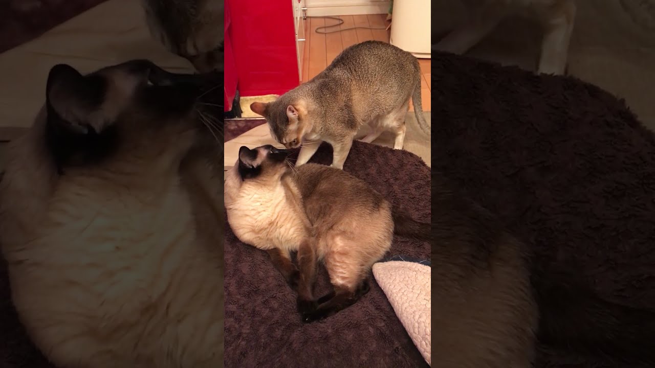 同居猫がグイグイ迫ってくるので逃げちゃうたぬき猫なのにゃ♪