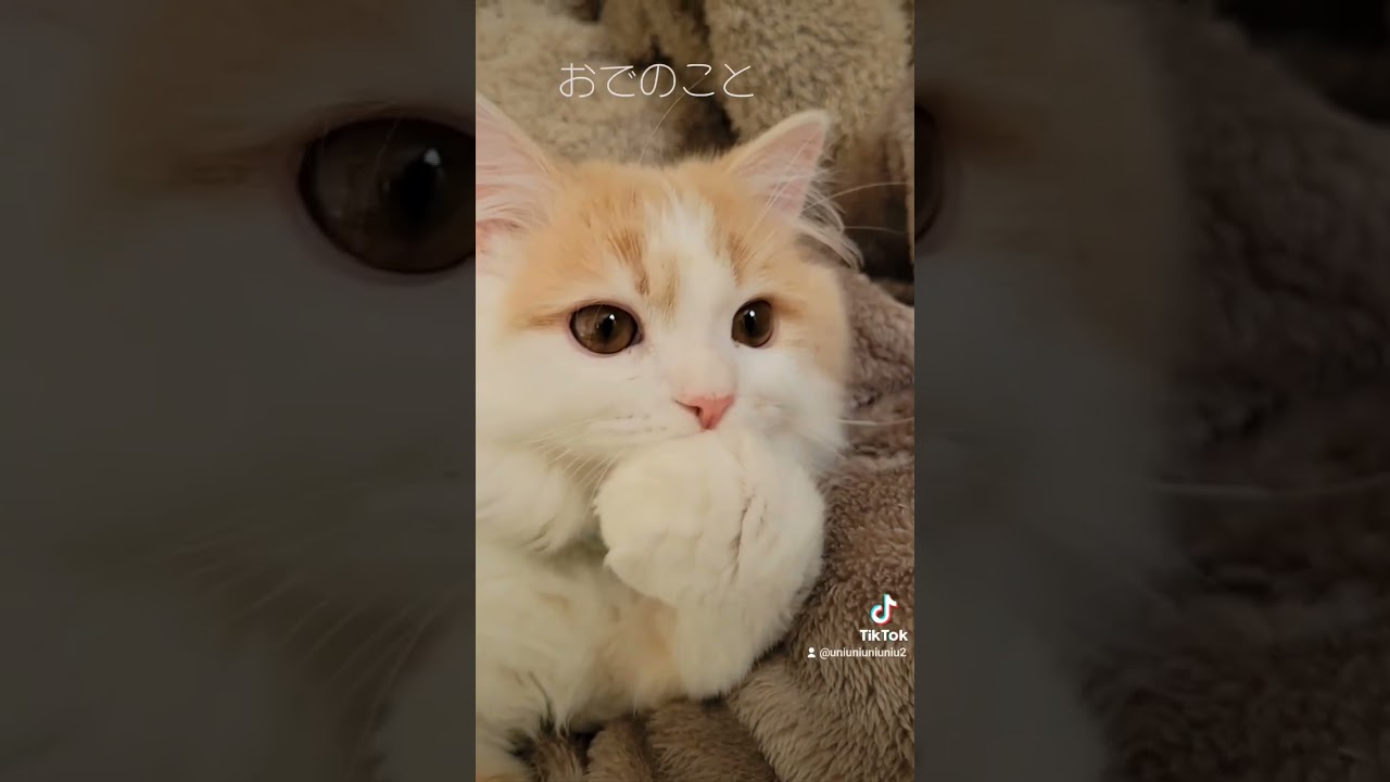 じっと見てたら気を遣ってくれた子猫 #ラガマフィン #cat #猫動画 #子猫 #癒し #shorts
