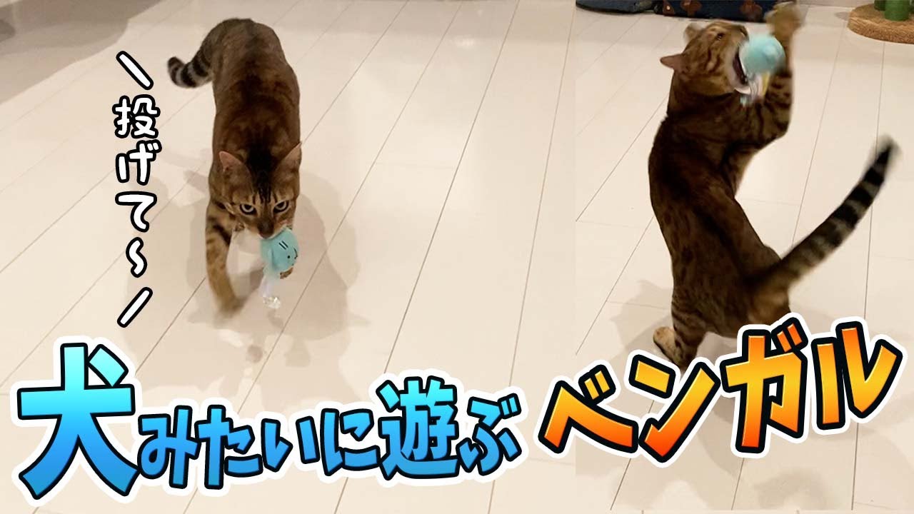 犬みたいに投げたボールを持ってくるベンガル猫【ベンガル】