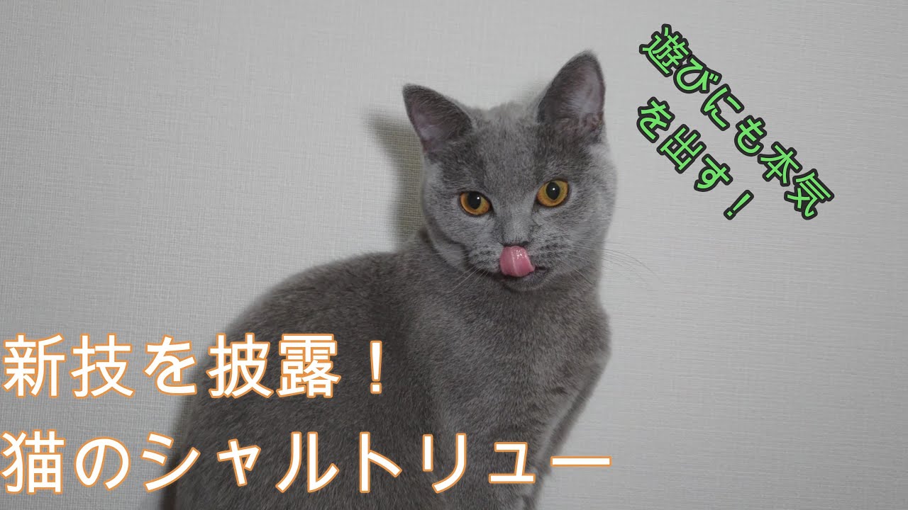新技を披露！猫のシャルトリュー
