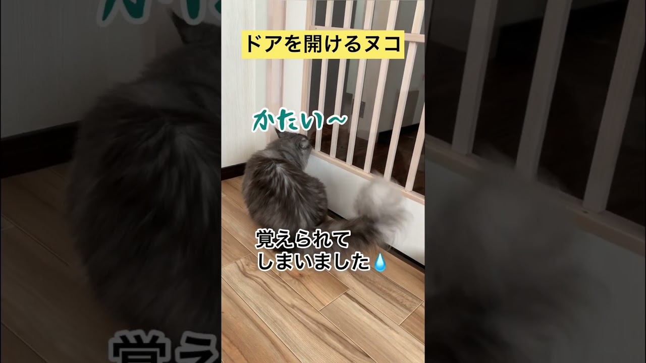 ドアを開けるヌコ【メインクーン】 #メインクーン #猫動画おもしろい #cat #可愛い猫