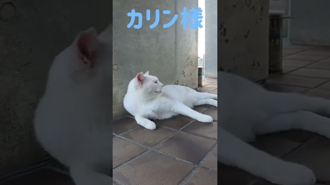 あのボス猫カリン様が釣り人に魚くれよーと唸り声 Ferocious cat #shorts