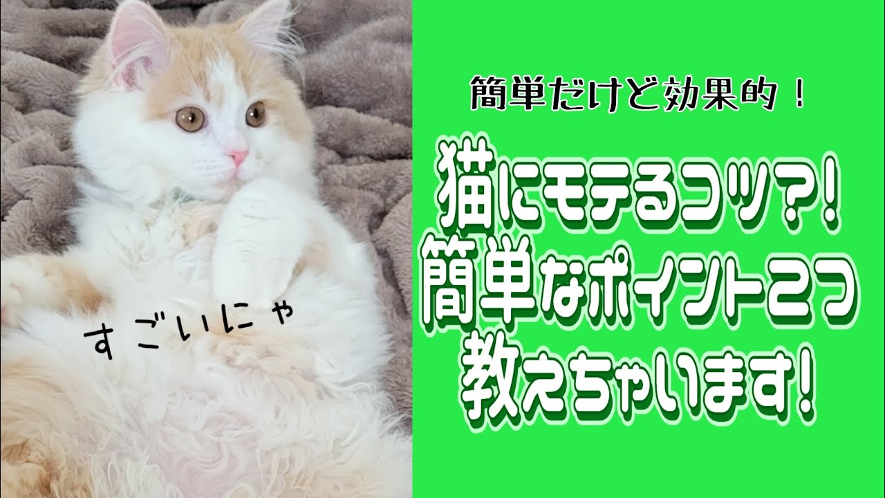 簡単で効果的！猫にモテるコツ教えます！#ラガマフィン #猫動画 #子猫 #cat