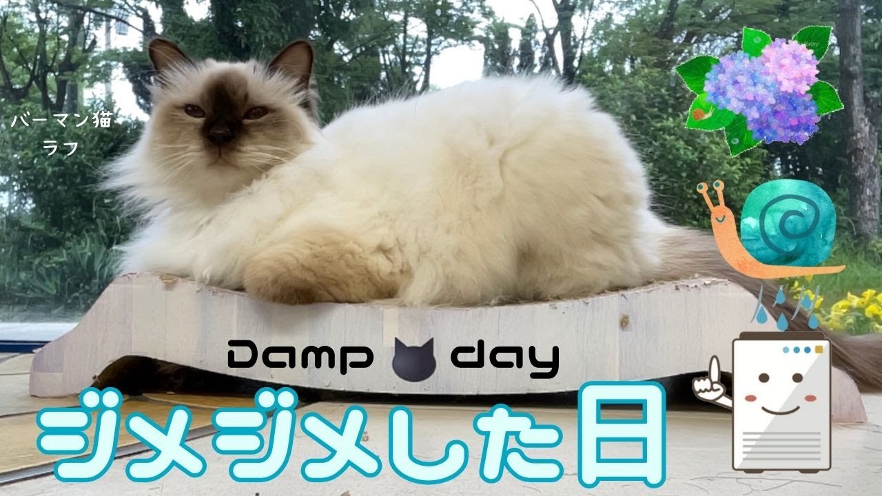 バーマン猫ラフ【ジメジメした日】Damp day（バーマン猫）Birman/Cat