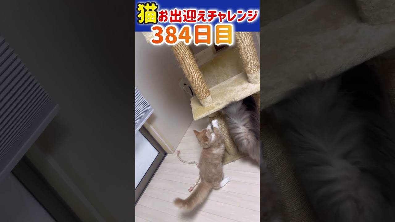 猫お出迎えチャレンジ384日目【メインクーンs】#cat #ねこ #アリスさん