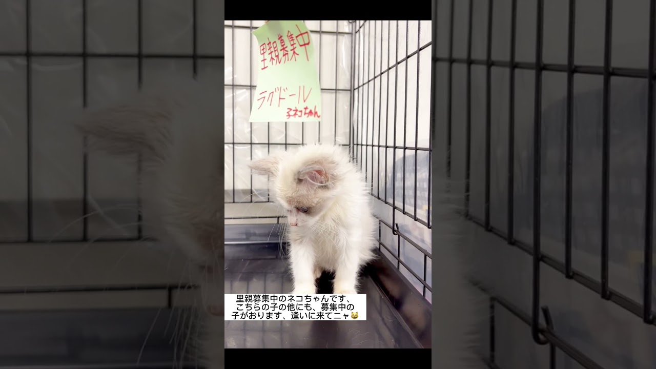 #里親募集中子猫アゴはネコ #ラグドール子猫 #ラグドール猫 #ラグドール可愛い
