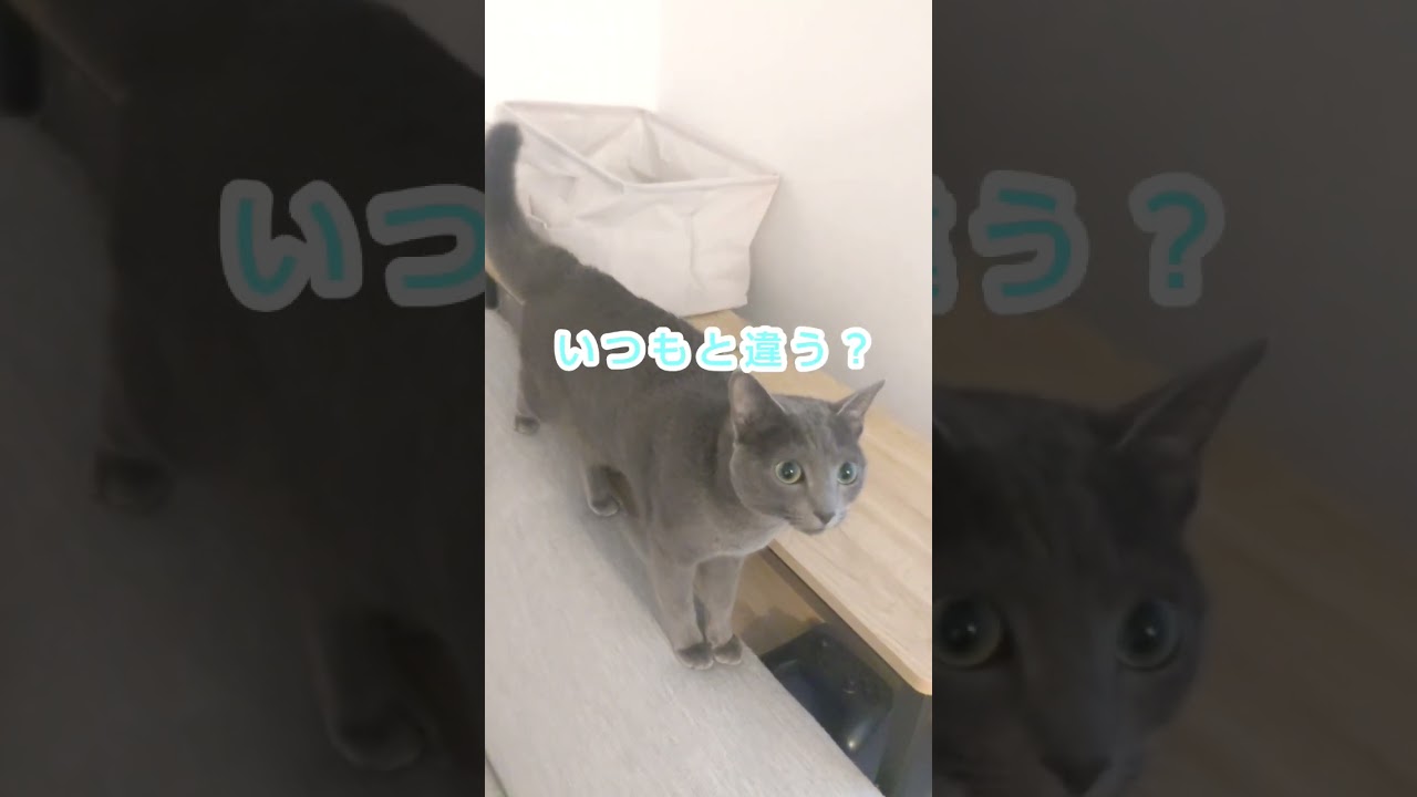 朝起きたら全力で可愛いロシアンブルーに警戒されてた