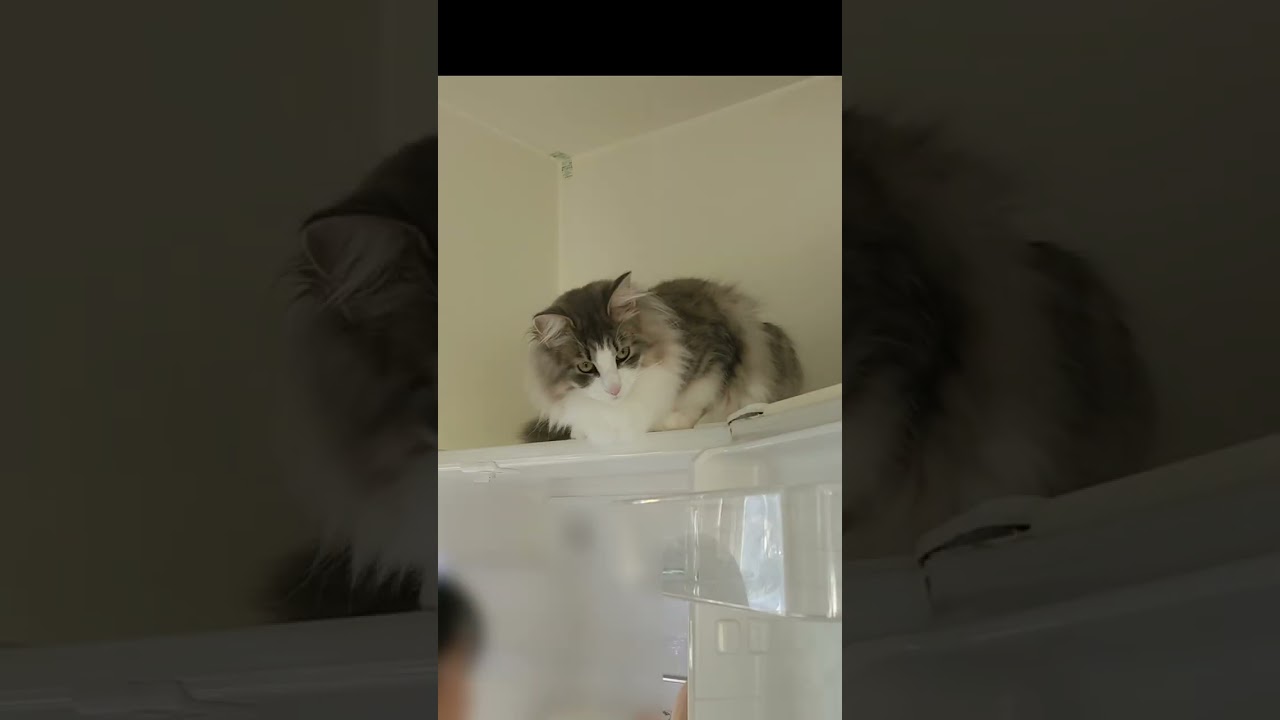 引っ越し準備を上から見守る猫【ノルウェージャンフォレストキャット】＃Shorts