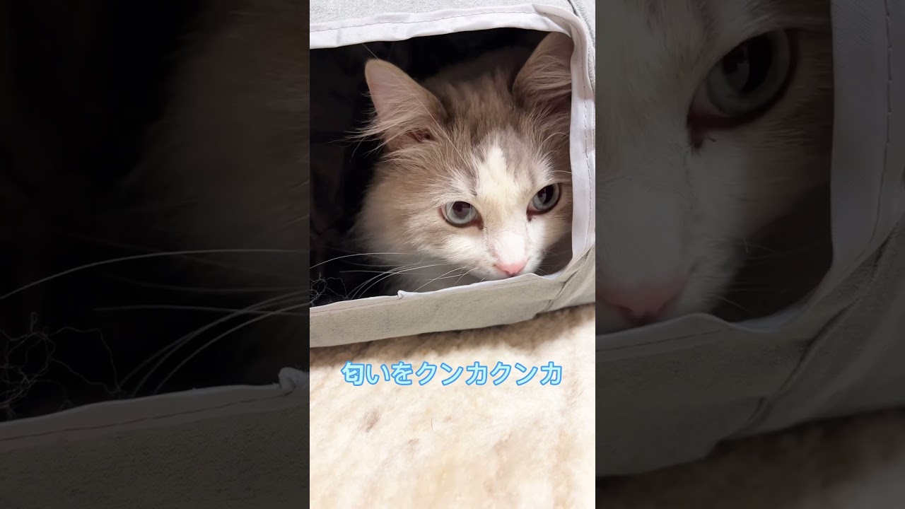 なが〜いトンネルにご満悦な猫#ラグドール #猫 #トンネル