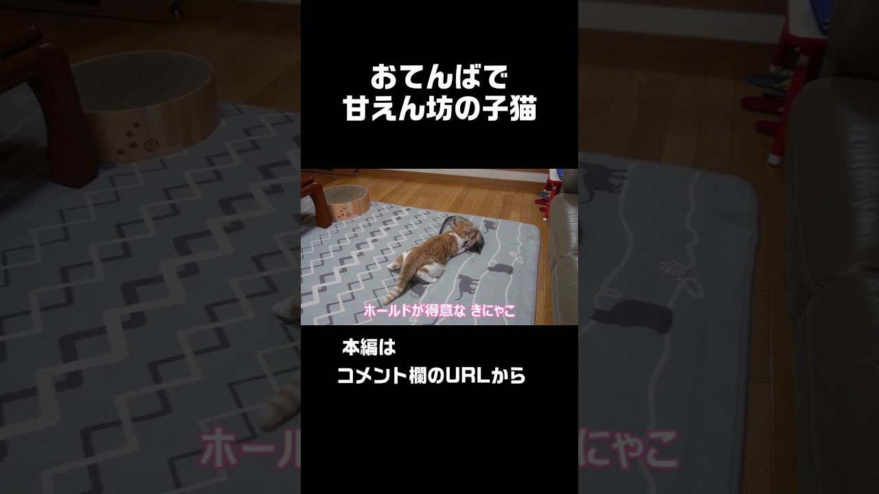 おてんばで甘えん坊な子猫 #shorts