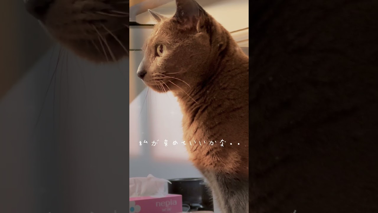 【ロシアンブルー】めろん、ずっと穏やかにまったり過ごそうね😌【猫】#shorts