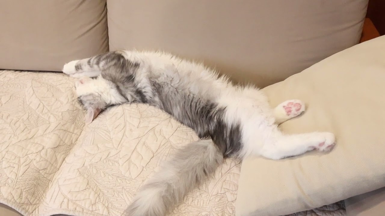 メインクーンの子猫アナちゃんとエルサちゃん