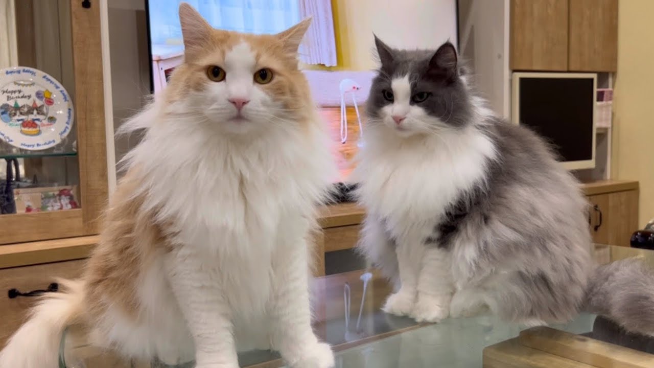 【かわいい💖】自分の動画を見るノルウェージャンフォレストキャット❤︎