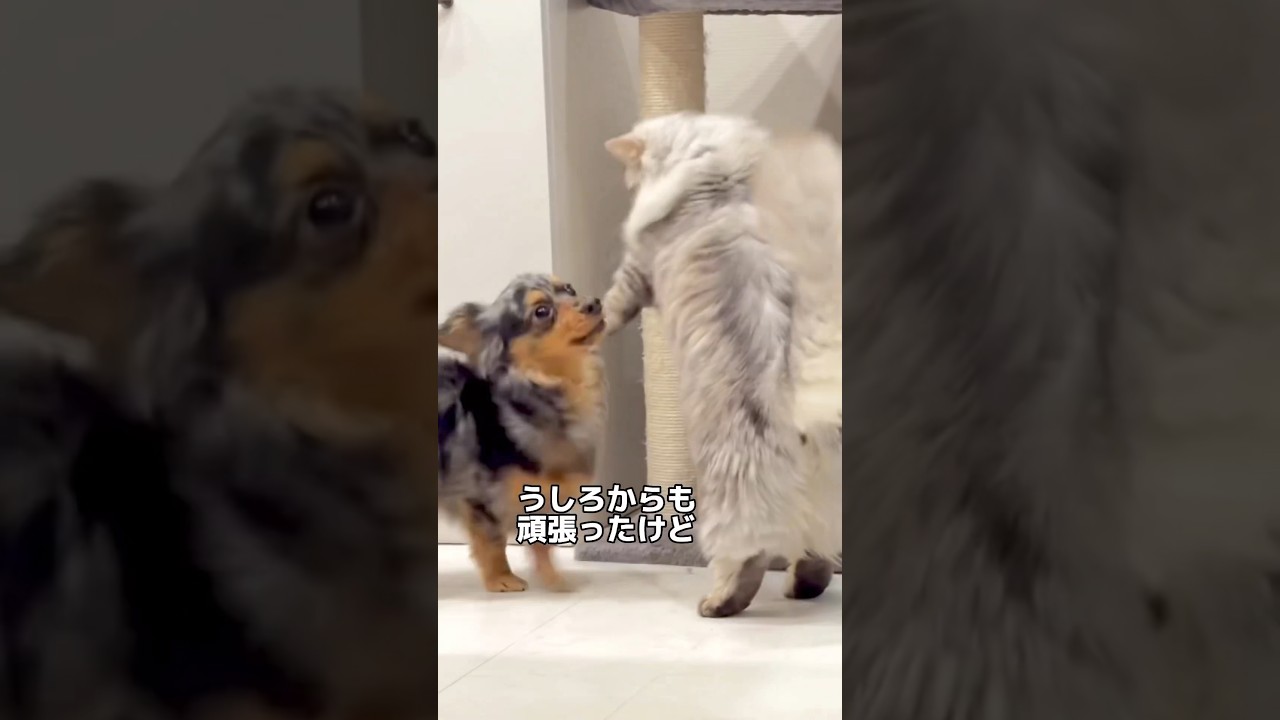 戦闘力が皆無な短足猫...【子猫】#shorts