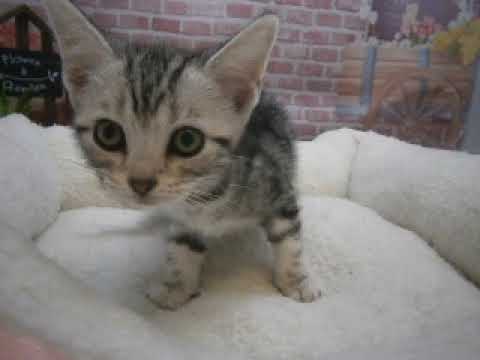 635209 アメリカンショートヘアー