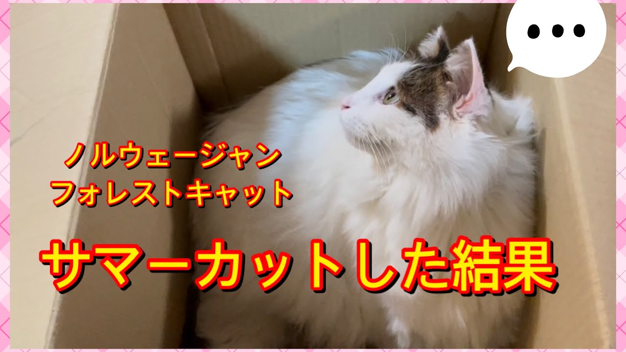 【サマーカット】ノルウェージャンフォレストキャット