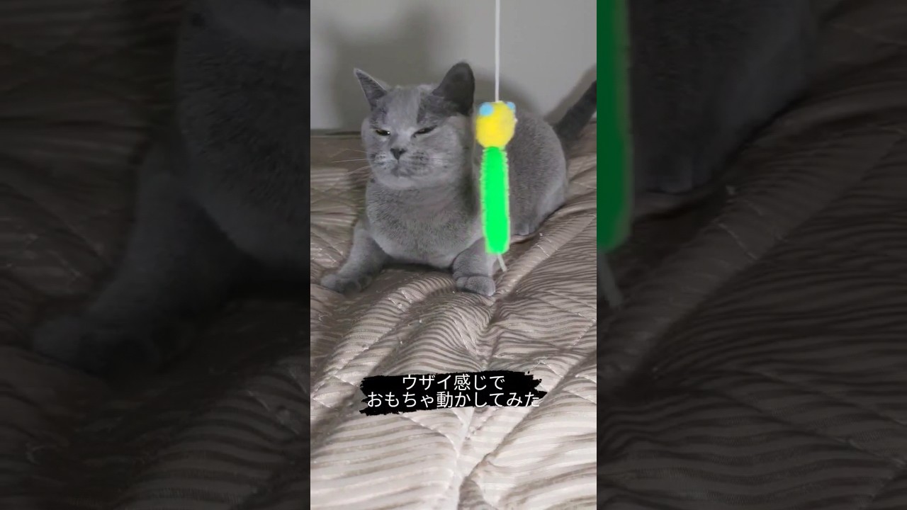 大好きな玩具が嫌になる猫のシャルトリュー