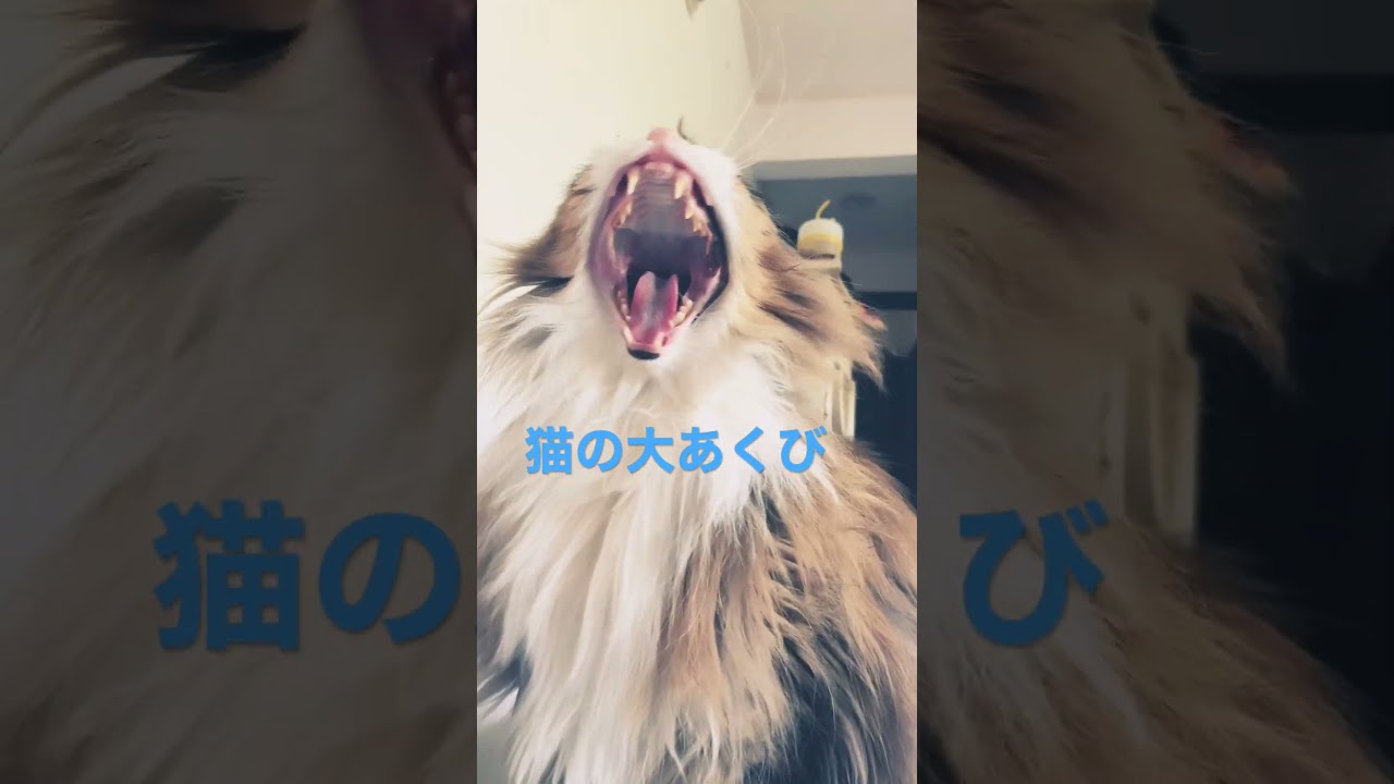 #cat #ノルウェージャンフォレストキャット #cats #猫 #かわいい #shortsvideo #猫動画 #大型猫 #猫との暮らし #かわいい猫 #shorts