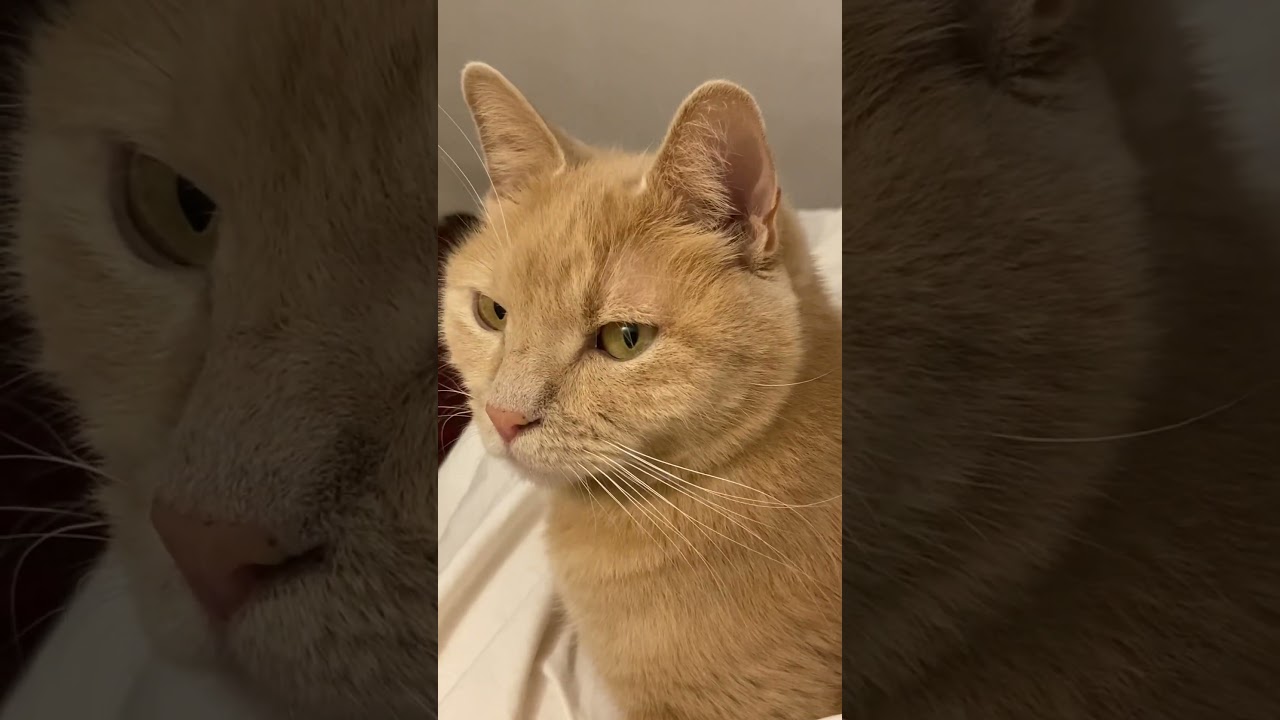 Max the Manx #manx #cats #gingercats #beautifulcats #pets #adorablecats #cutecats #prettycats #kitty