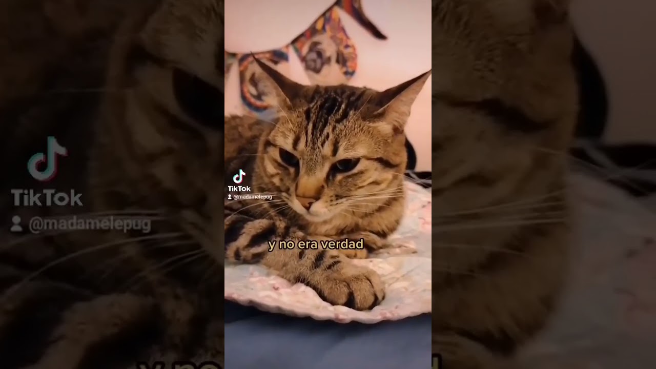 Tube Cats.Cute Brown Cat