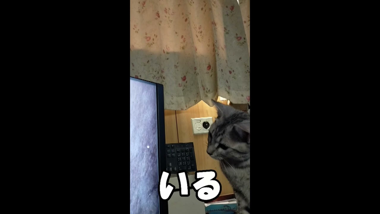 【エジプシャンマウはる】　獲物が消える （猫動画）