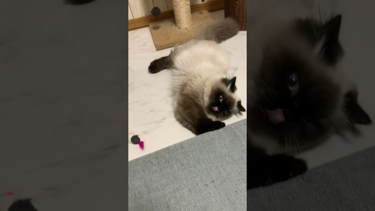 遊び疲れたげんたくん #猫 #日常 #ヒマラヤン #shorts