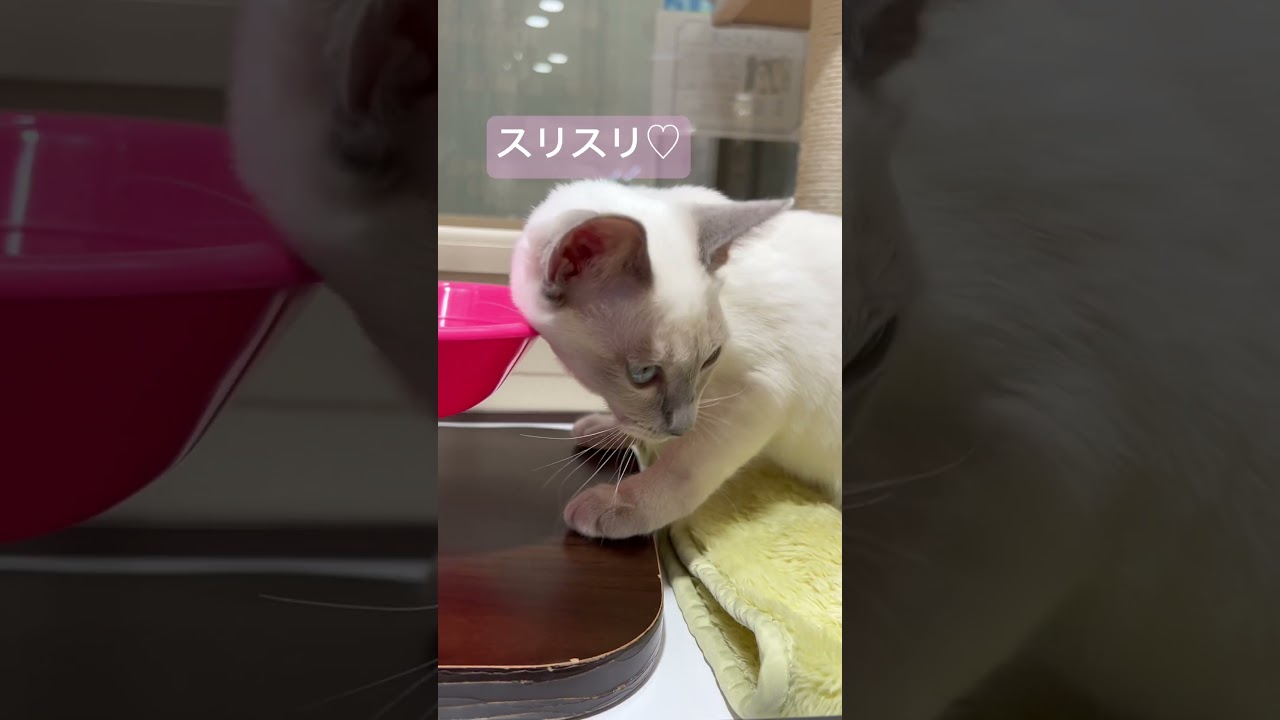 指と勘違い？して水飲みにスリスリするトンキニーズちゃん