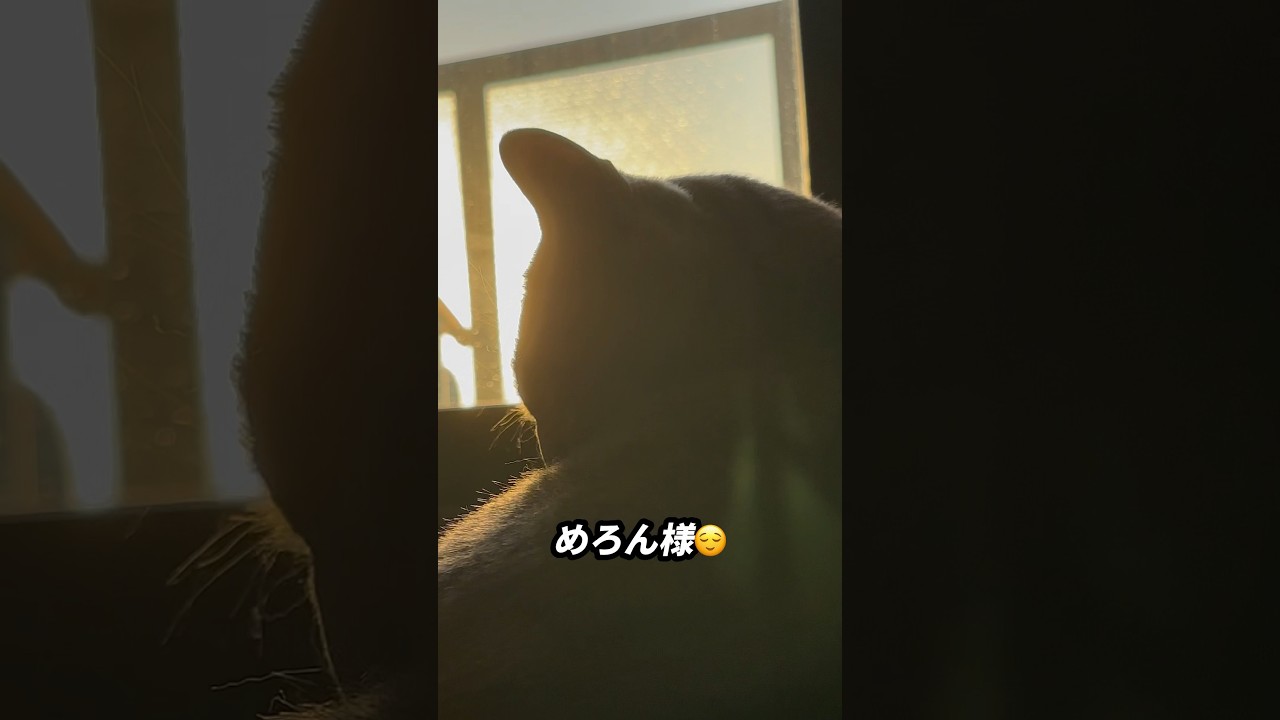 【ロシアンブルー】いつかのめろん...朝日を浴びて毛づくろい😊【猫】#shorts