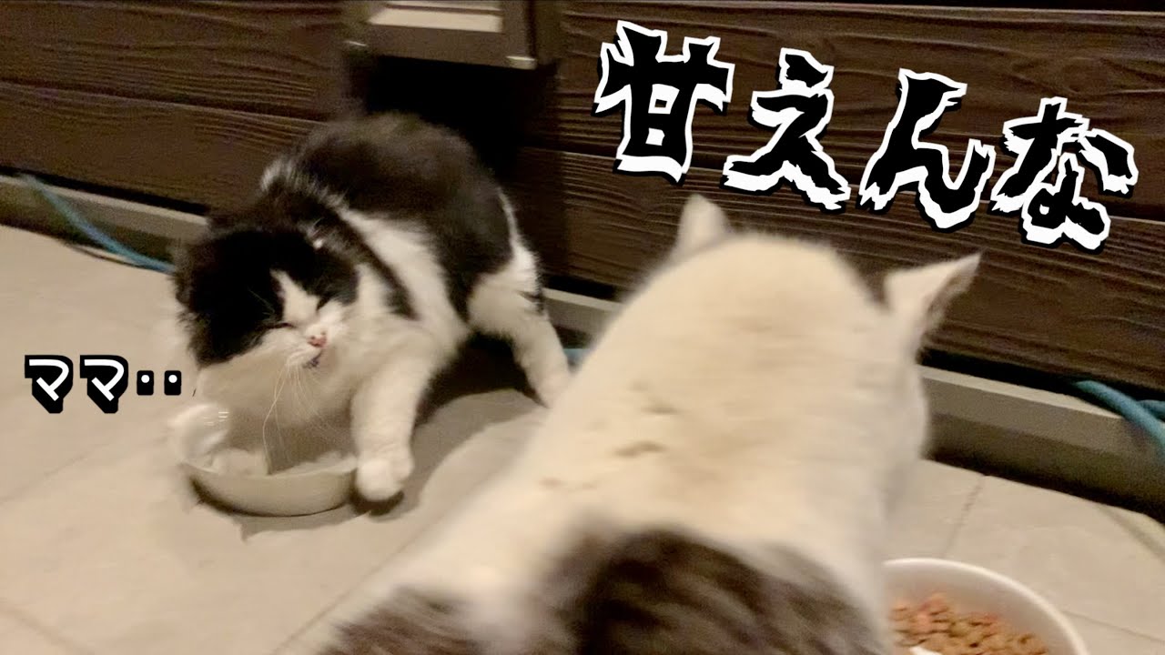 【性別判明】ロン毛子猫、ママを探して甘えん坊に