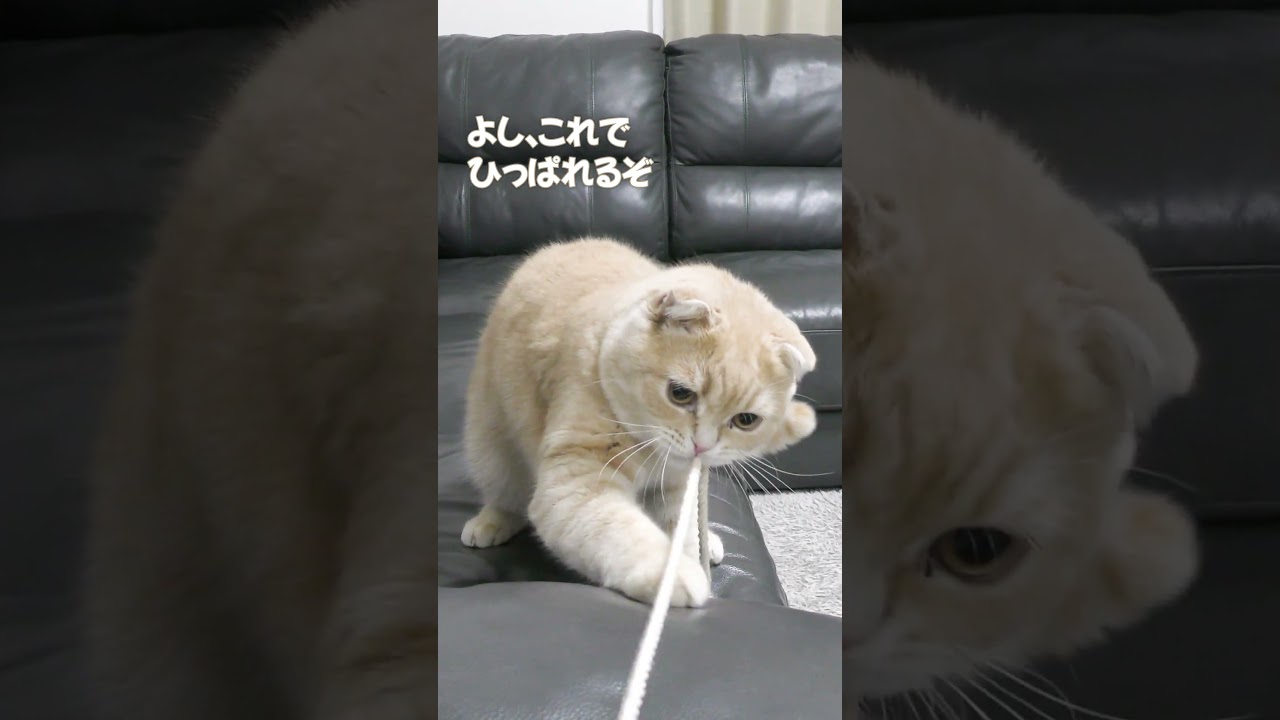 運動会の季節なので子猫と綱引きしてみた【スコティッシュフォールド】#shorts #かわいい #子猫
