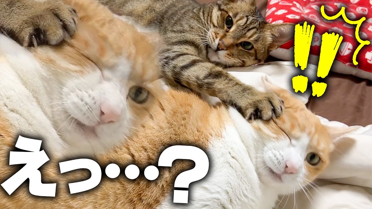 突然うしろから強烈な猫パンチをくらってしまった猫の顔が…【不憫】