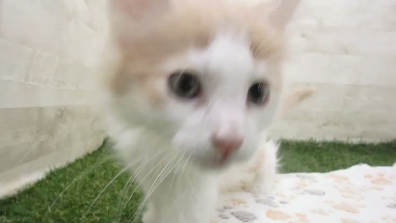 Coo&RIKU　No00636389 ノルウェージャン・フォレストキャット