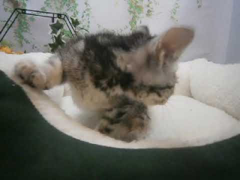 636250 アメリカンショートヘアー