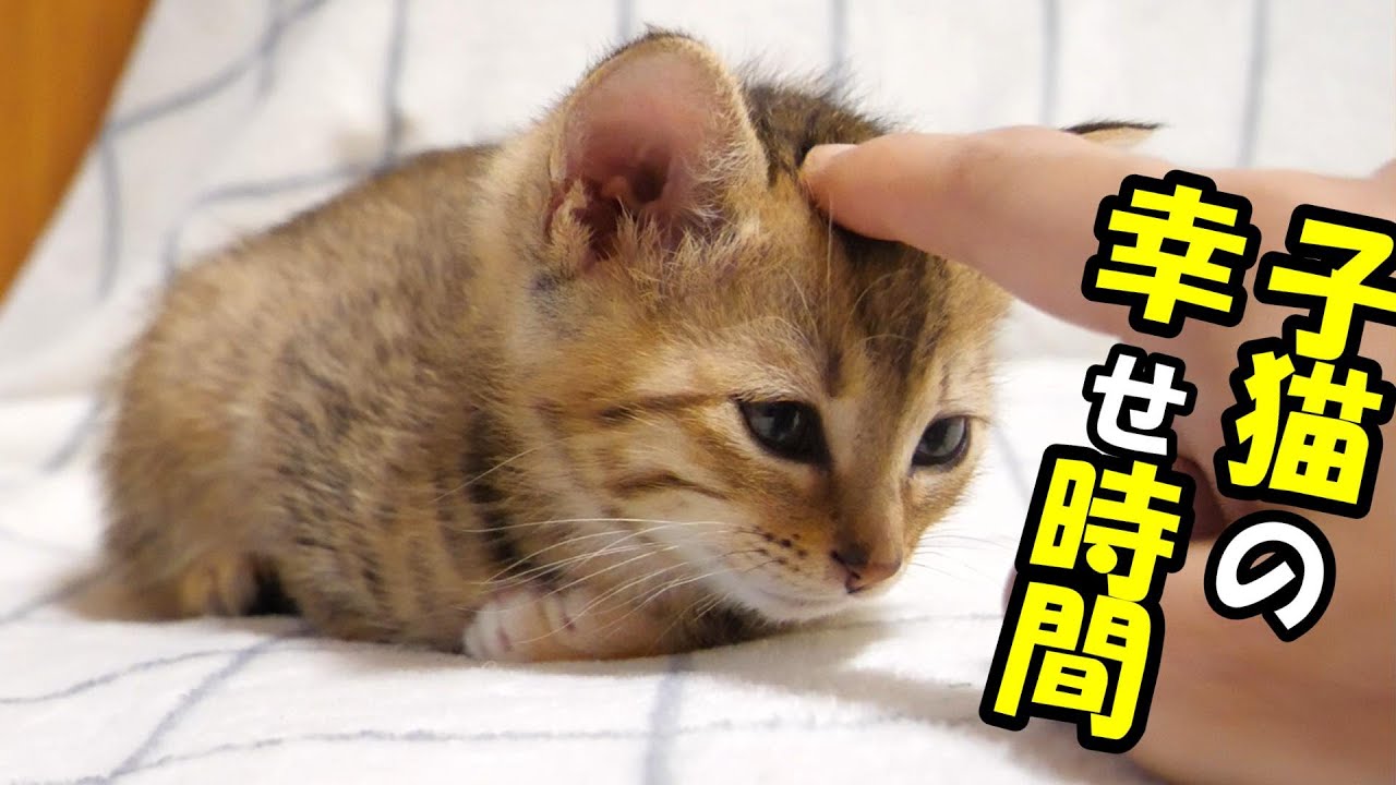 ふたりボッチの子猫　ママが頭をナデナデすると幸せそうな表情で眠りにつく【赤ちゃん猫　保護猫】