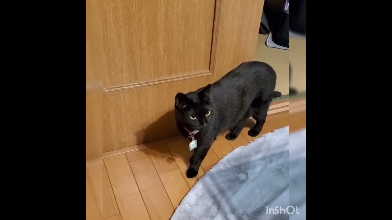 【海で拾った黒猫ちゃんとの生活】何故か和室の端の方にずっと居た……今日何回もこのシーンあってやっと動画撮れた~~