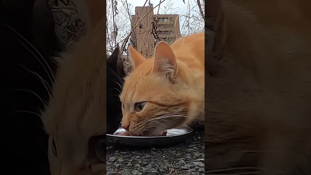 茶猫とサビ猫が美味しそうに食べた。The brown cat and rusty cat ate deliciously.  Vol.521