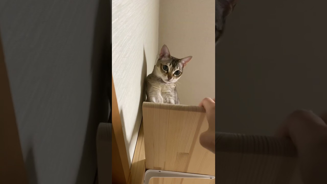 【シンガプーラ】攻撃開始セラ社長 #animals #cat #singapura #pets #kitten #可愛い