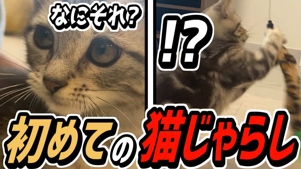 生後2か月の子猫 VS 初めての猫じゃらし【テトラ】
