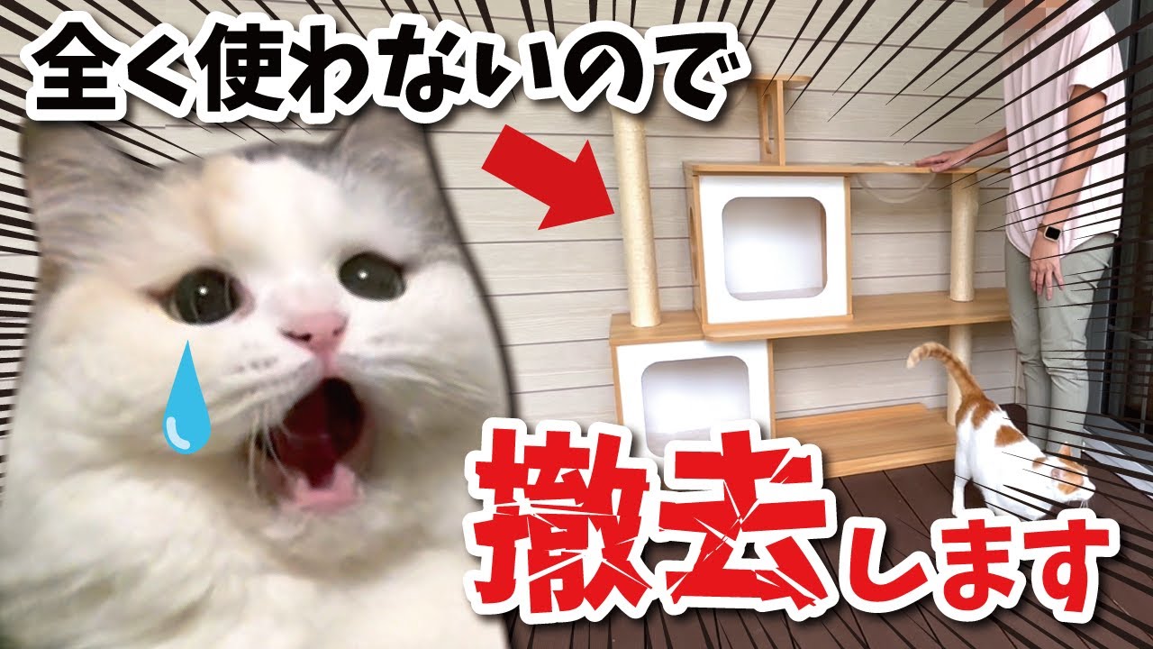 猫がキャットタワーに乗ってくれないので撤去したお話【関西弁でしゃべる猫】
