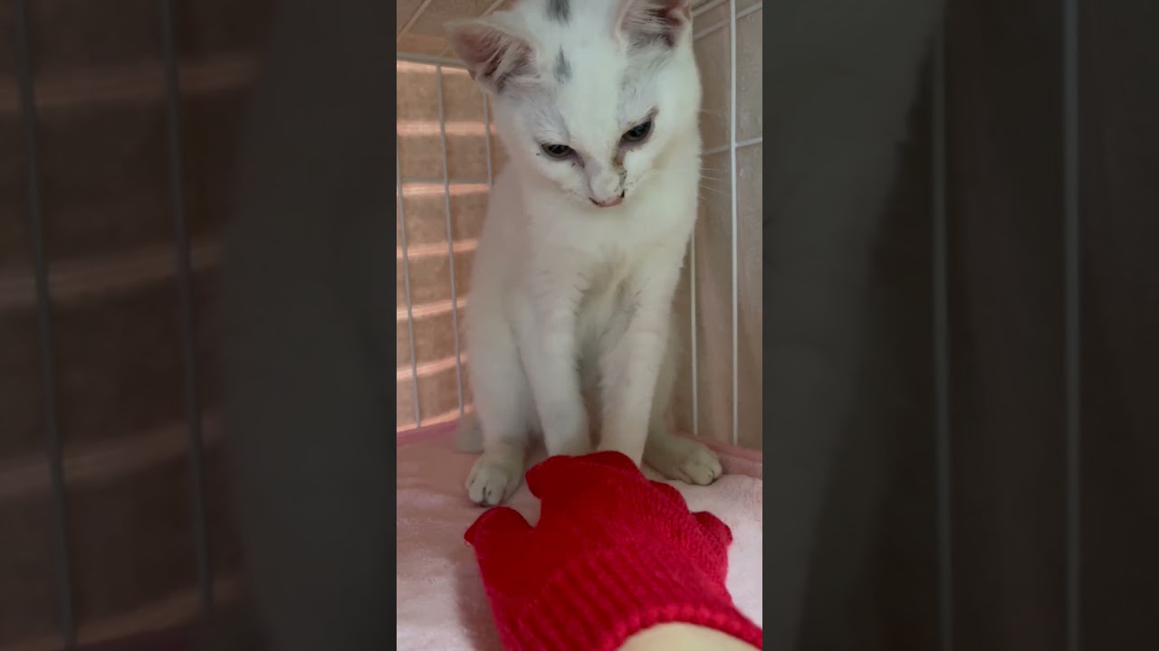 窓の下で鳴いていた子猫を保護して撫でると、だんだん心を開くように #shorts