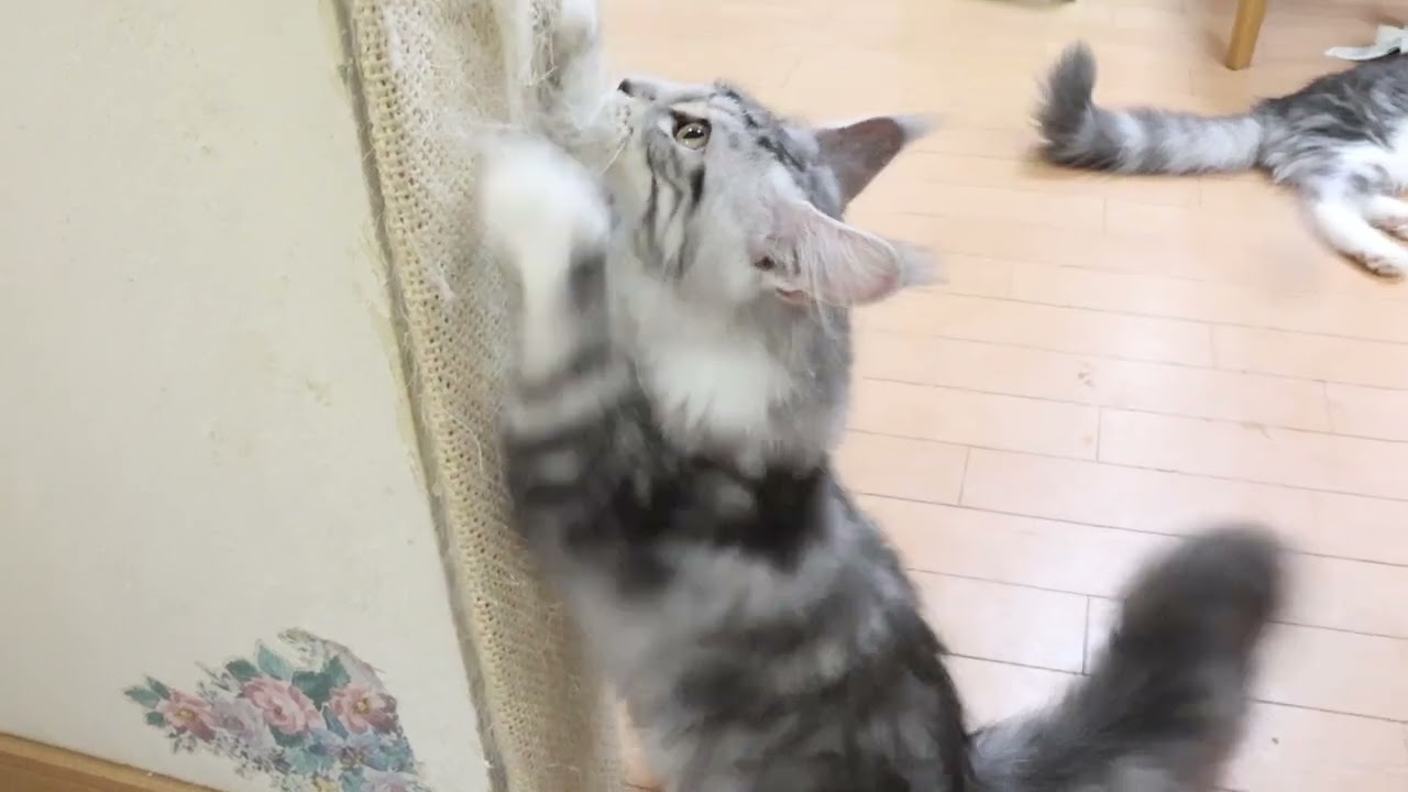 天使のメインクーン子猫イブちゃん