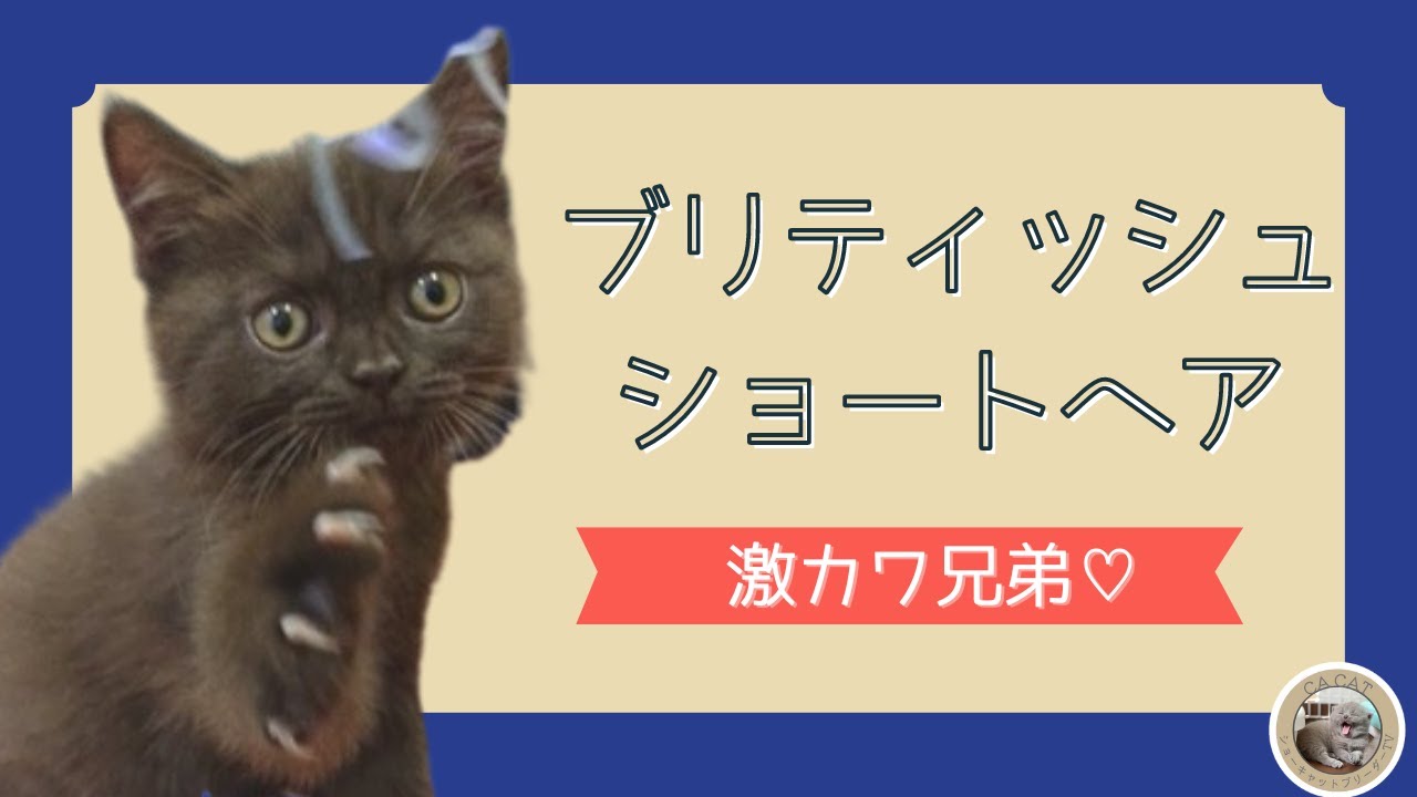 ブリティッシュショートヘアー】激カワ兄弟！！