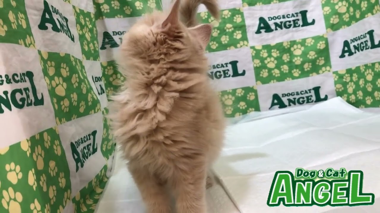 メインクーン 2306032 【ペットショップエンゼル　子犬・子猫販売】