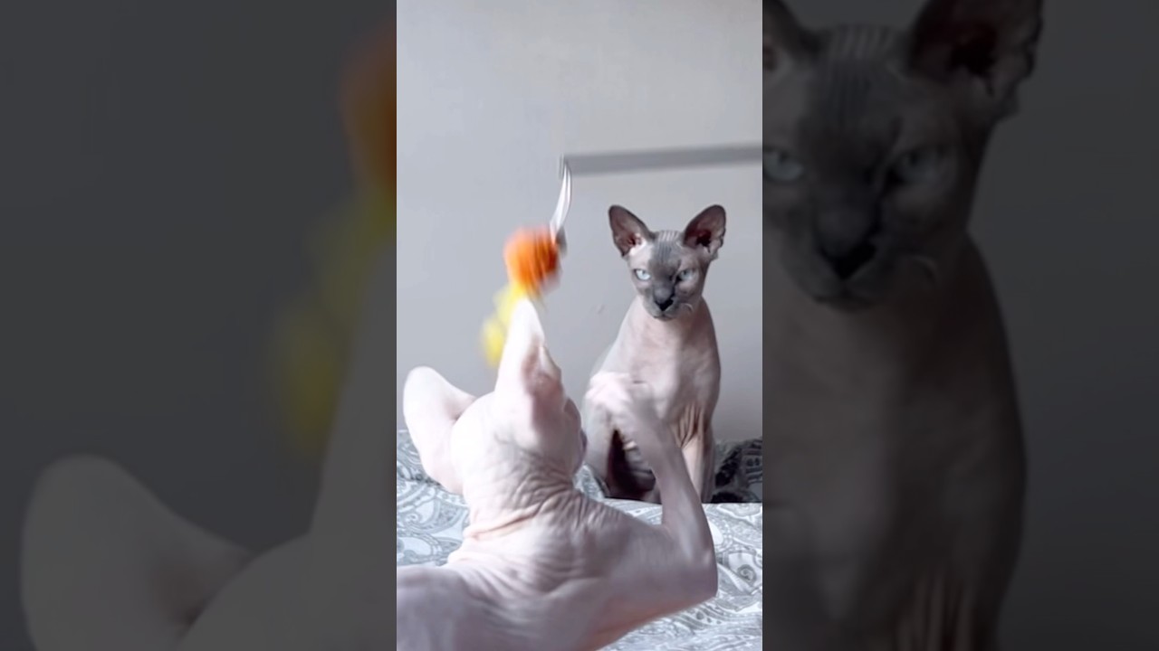 新入り子猫が遊ぶ姿を見守る毛のない猫【スフィンクス猫】