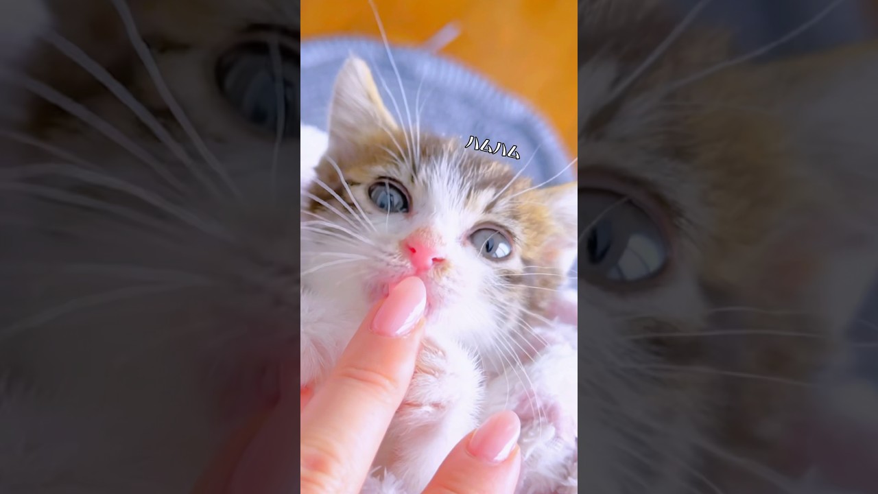 仔猫が寝ないので『子猫巻き』をしてみたらかわいすぎた