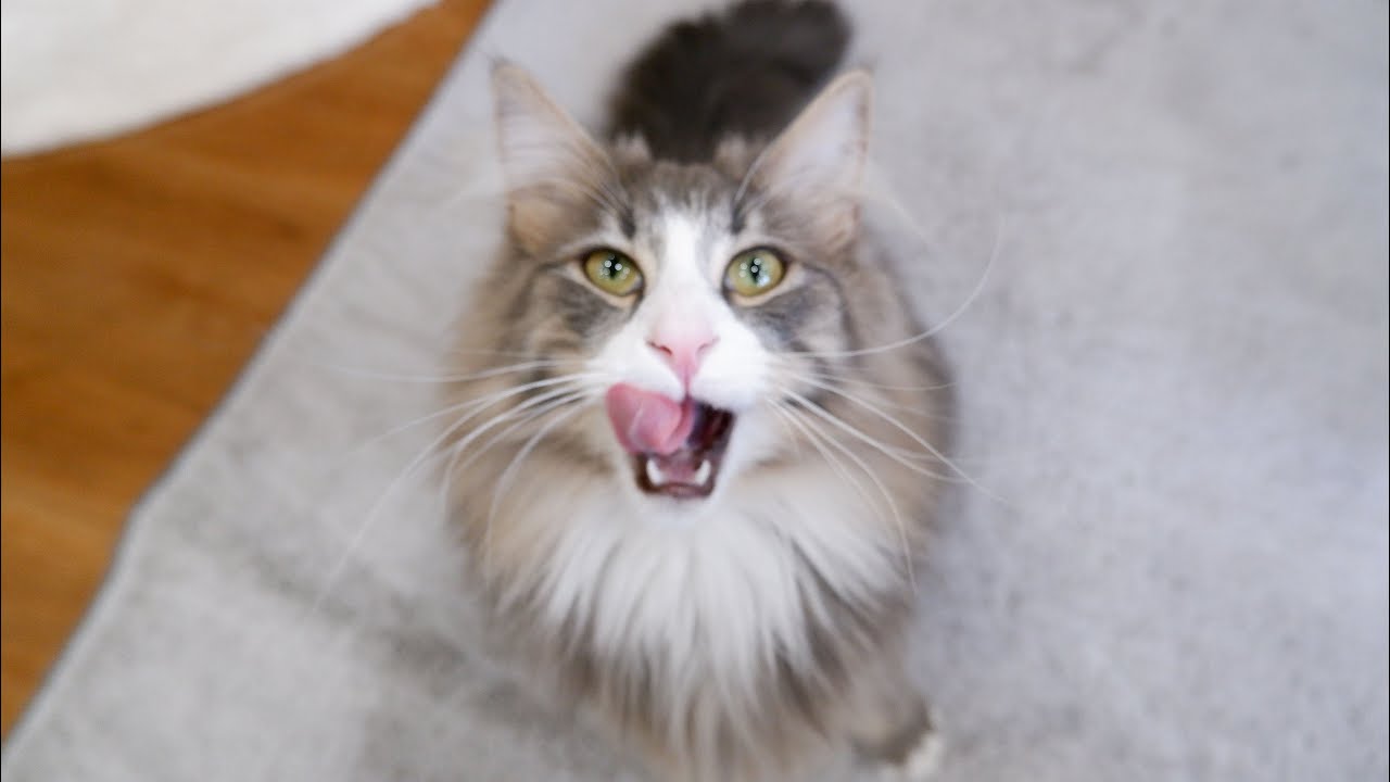 【甘えん坊⁉︎】兄達にかまってほしい、ノルウェージャンフォレストキャットが可愛すぎる❤︎